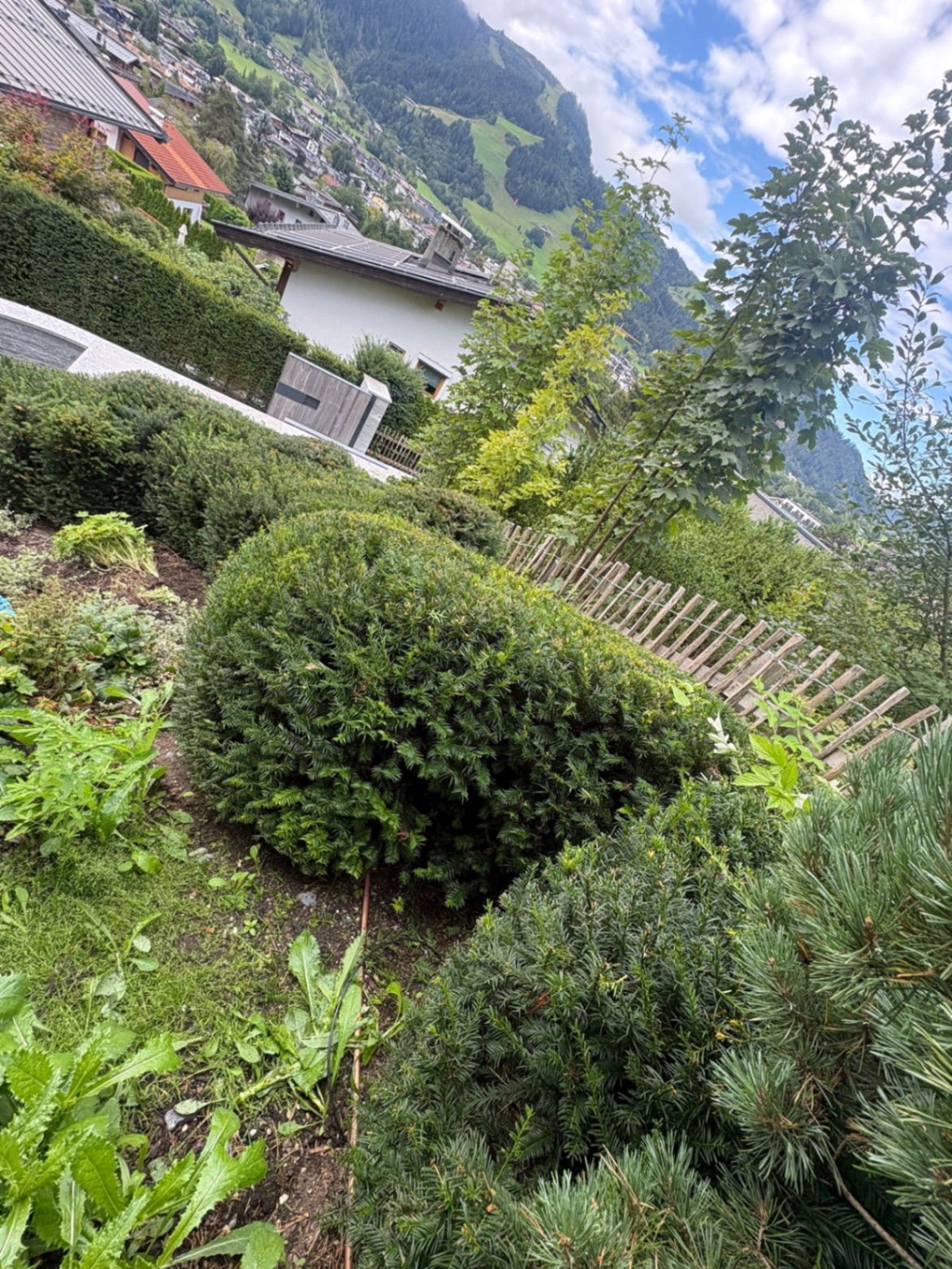 Formschnitt im Hanggarten, auch von Büschen und Sträuchern